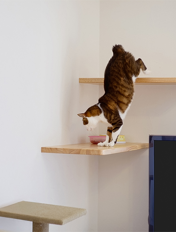 Gallery｜キャットウォーク